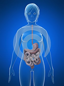 Female digestive system