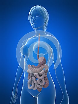 Female digestive system