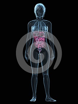 Female digestive system
