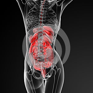 Female digestive system
