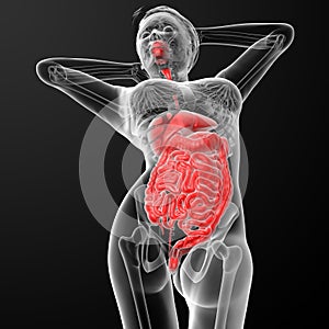 Female digestive system