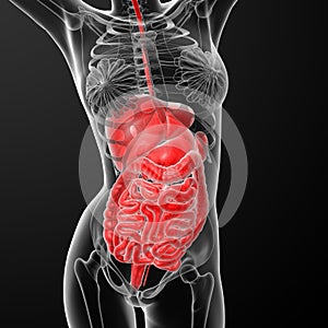 Female digestive system
