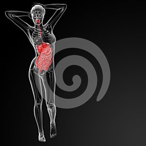 Female digestive system