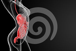 Female digestive system