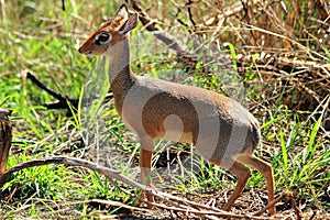 Female Dik Dik