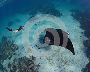 Female diver swimming with an oceanic manta ray (Mobula birostris)