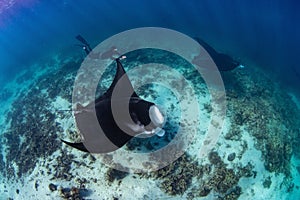 Female diver swimming with oceanic manta ray (Mobula birostris)