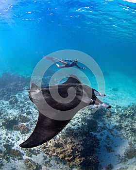 Female diver swimming with an oceanic manta ray (Mobula birostris)