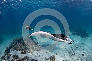 Female diver swimming with an oceanic manta ray & x28;Mobula birostris& x29;