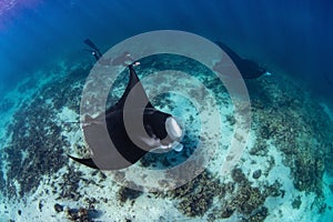 Female diver swimming with oceanic manta ray (Mobula birostris) photo