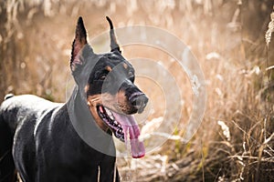 Female Doberman pinscher