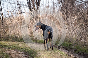 Female Doberman pinscher