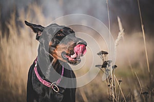 Female Doberman pinscher