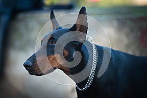 Female Doberman Pinscher