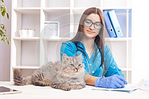 female doctor examines a gray cat in a veterinary clinic. medicine for pets