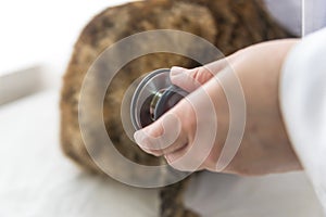 Female doctor`s hand examined female cat, close up