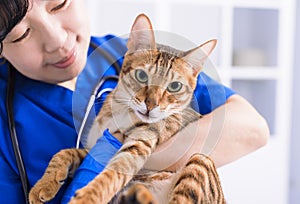 Female doctor veterinarian is holding a cute  cat on hands at vet clinic and smiling