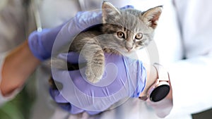 Female doctor veterinarian holding small kitten in hands