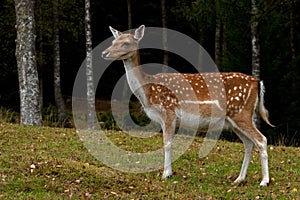 Female doe of fallow deer, in a forest in Sweden