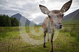 Female doe looking back at camera