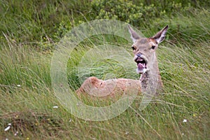 Female doe looking back at camera