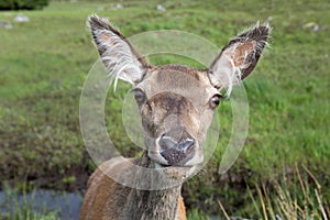 Female doe looking back at camera