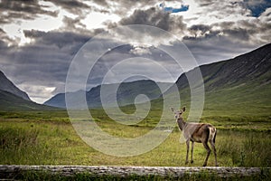 Female doe looking back at camera