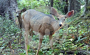 Female doe mule deer in the Rocky Mountains in the western USA