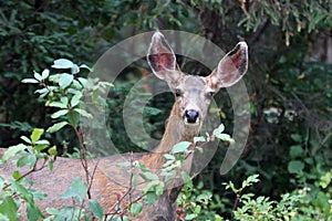 Female doe mule deer in the Rocky Mountains in the western USA