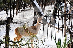 A female doe searches for food in the forest that is covered with snow.