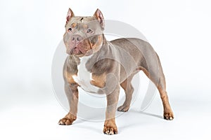 Dog of american bully breed of lilac tri color standing at the white background with serious face photo