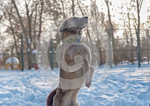 Female dog breeds Turkish kangal tricks on hind legs