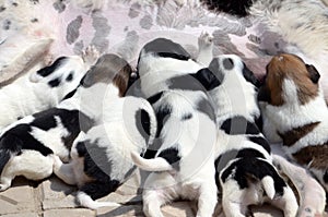 Female dog feeding her cute little puppies which are sucking the milk