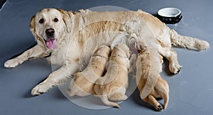 female dog of golden retriever with puppies