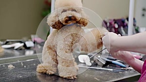 female Dog groomer giving a puppy poodle a haircut using scissors at a pet salon.