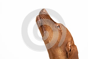 Female dog looks up. Hungarian shorthaired gelding's head.