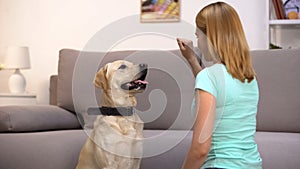 Female dog owner teaching labrador pet commands, cynology science, discipline