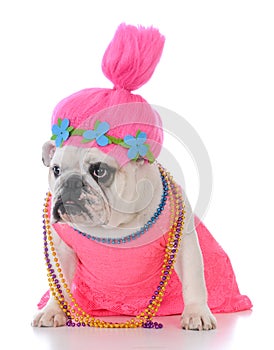 female dog in pink