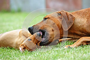 Female dog teaching puppy