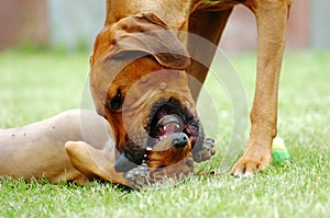 Female dog teaching puppy