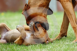 Female dog teaching puppy softly photo