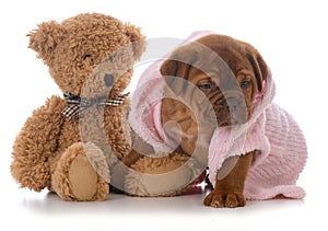 Female dogue de bordeaux puppy