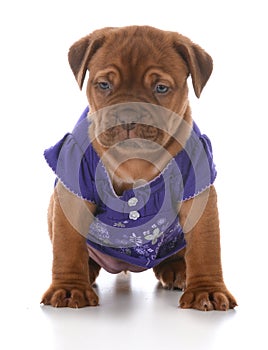 Female dogue de bordeaux puppy