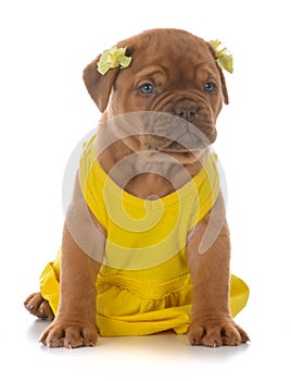 Female dogue de bordeaux puppy