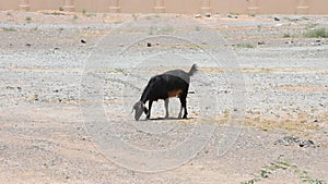 Female domestic goat Capra aegagrus hircus walks across the hot desert sand and gravel looking for food in the desert.