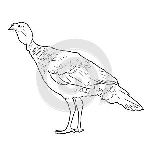 Female domestic turkey coloring book page, black and white outline, zoo animals illustration for children