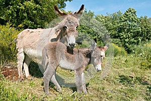 Female of donkey with it's foal