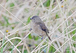 Female of the double-collared seedeater, a Brazilian bird