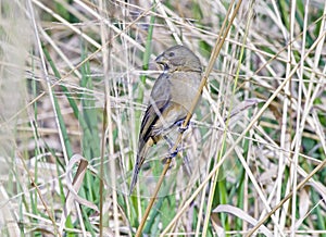 Female of the double-collared seedeater, a Brazilian bird