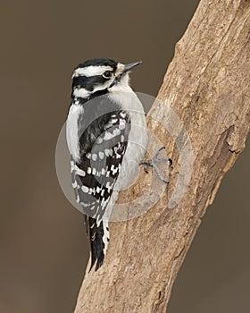 Female downy woodpecker Dryobates pubescens clinging to a tree